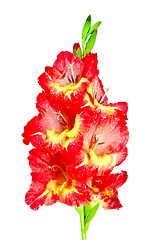 Image showing Gladiolus red and yellow