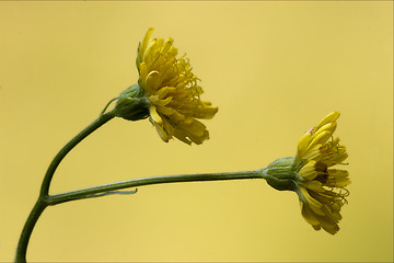 Image showing  hieracium sylvaticum