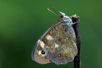 Image showing side of wild brown grey orange butterfly 