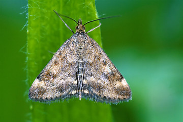 Image showing wild brown white butterfly  on a green leaf