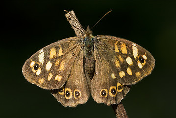 Image showing rear of wild brown grey orange butterfly 