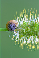 Image showing  snail on a flower 