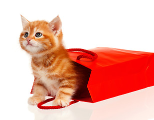 Image showing Red kitten