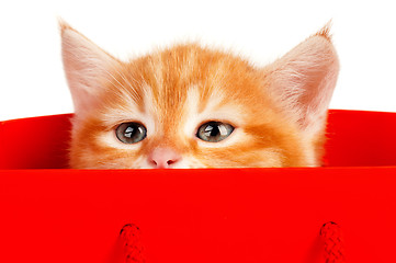 Image showing Red kitten