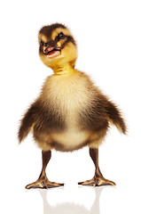 Image showing Domestic duckling