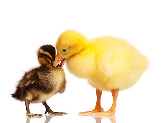 Image showing Domestic duckling and gosling