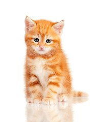 Image showing Red kitten