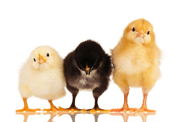 Image showing Little chickens