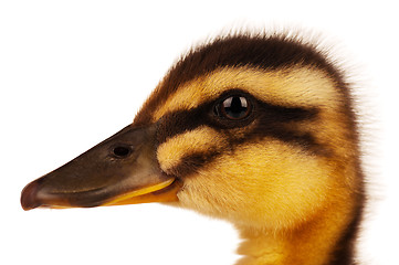 Image showing Domestic duckling