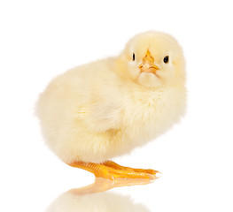 Image showing Little chicken