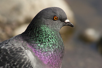 Image showing common pigeon