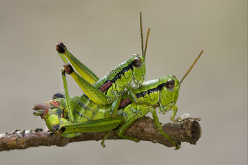 Image showing close up of two grasshopper 
