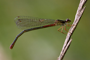 Image showing   red dragonfly coenagrion puella 