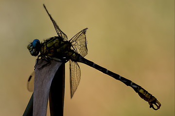 Image showing  yellow dragonfly anax imperator 