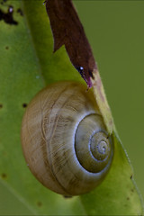 Image showing  snail gastropoda  phyla minori 