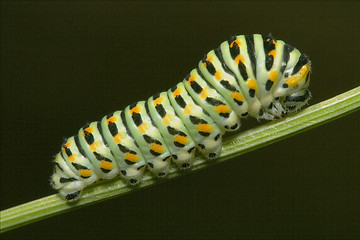 Image showing wild caterpillar