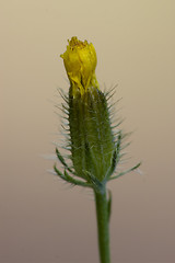 Image showing yellow  hypochoeris radicata 