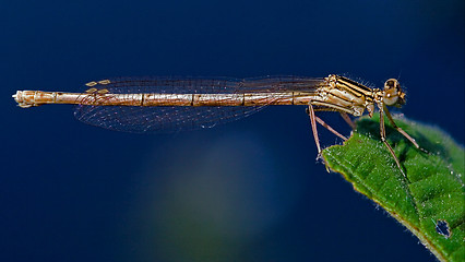 Image showing  coenagrion puella   and sky