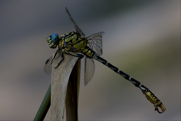 Image showing  anax imperator 