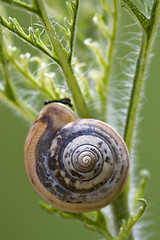 Image showing wild brown snail gastropoda  