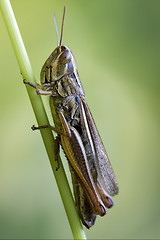 Image showing brown  grasshopper chorthippus brunneus 