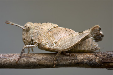 Image showing brown  grasshopper Orthopterous