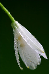 Image showing white flower allium  in green