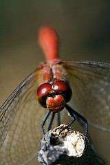 Image showing front of wild red yellow dragonfly on a wood