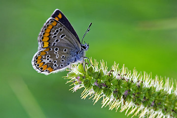 Image showing grey orange  butterfly