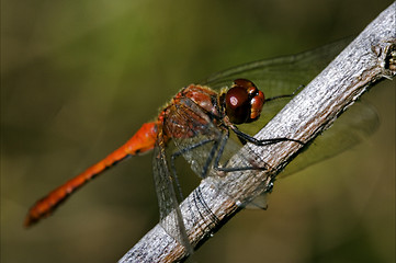 Image showing wild red dragonfly 