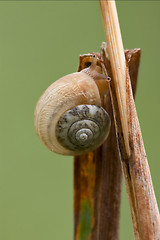 Image showing gastropoda