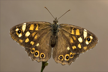 Image showing rear of wild brown  orange butterfly  