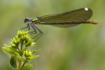 Image showing side of wild gold green dragonfly coenagrion puella