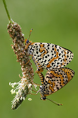Image showing  two orange butterfly  having sex