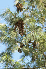 Image showing Pine Cones