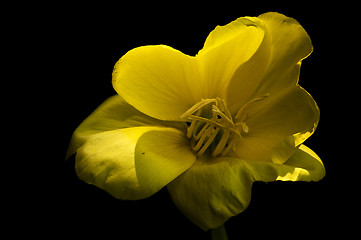 Image showing  oenothera biennis 