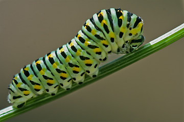 Image showing wild caterpillar  fennel branch
