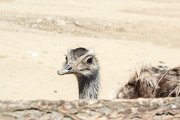 Image showing Portrait of an ostrich shot at a farm 