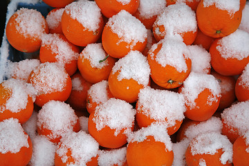 Image showing Oranges with snow