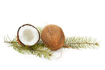 Image showing Coconut with pine twig on white 