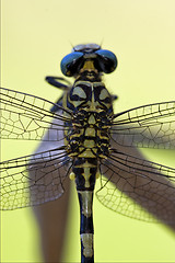 Image showing back of   anax imperator 