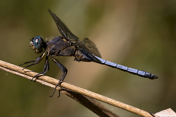 Image showing blue dragonfly brachytron pratense