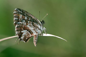 Image showing brown white butterfly 