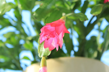 Image showing Fine pink flower of Schlumbergera