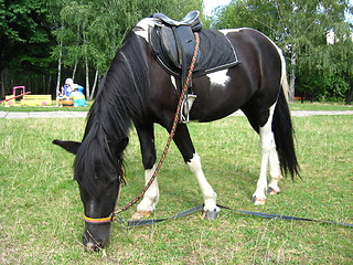 Image showing black and white pony with a saddle