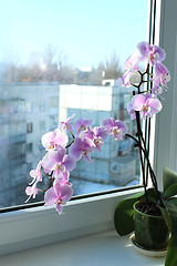 Image showing Fine branch of a blossoming pink orchid