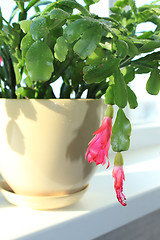 Image showing Fine pink flower of Schlumbergera