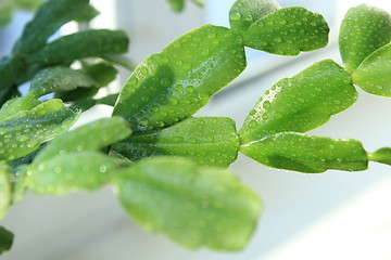 Image showing Fine leaves of the flower of Schlumbergera