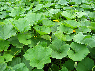 Image showing Green bed of the leaves of pumpkin