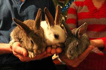 Image showing brood of three rabbits in the hands